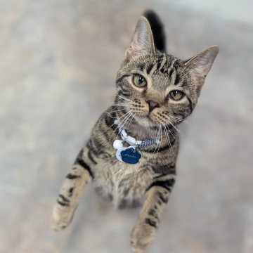 Chicky is an adoptable cat in Grand Rapids, MI