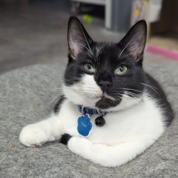 Tater is an adoptable cat in Grand Rapids, MI