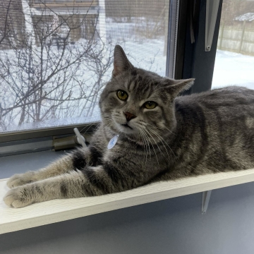 Zeppole is an adoptable cat in Grand Rapids MI