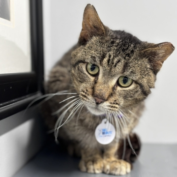 Wishbone is an adoptable cat in Grand Rapids, MI