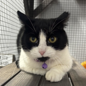MaggieQ is an adoptable cat in Grand Rapids, MI