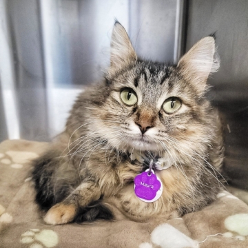 Maura is an adoptable cat in Grand Rapids, MI