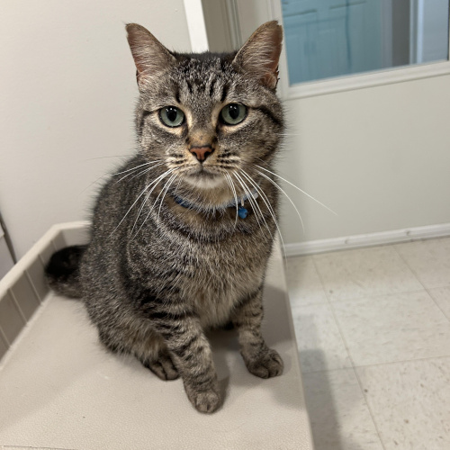 Freddie Mac is an adoptable cat in Grand Rapids, MI