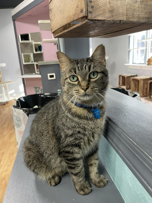 Freddie Mac is an adoptable cat in Grand Rapids, MI