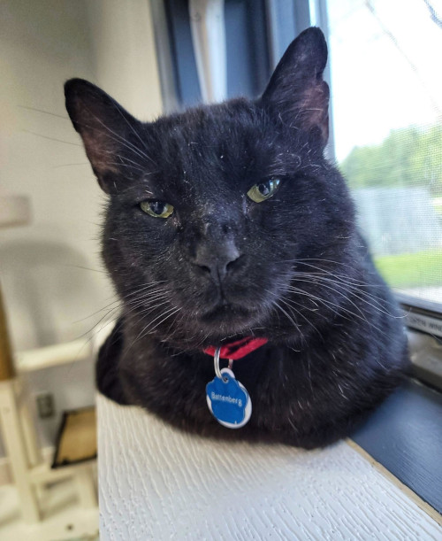 Battenberg is an adoptable cat in Grand Rapids, MI