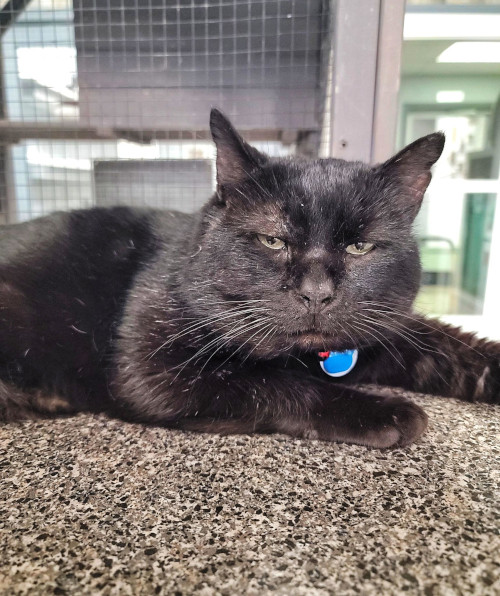 Battenberg is an adoptable cat in Grand Rapids, MI