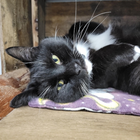 CeCe is an adoptable cat in Grand Rapids, MI