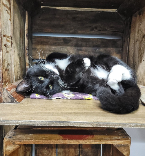 CeCe is an adoptable cat in Grand Rapids, MI