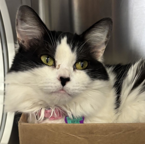 Princess Kiko is an adoptable cat in Grand Rapids, MI