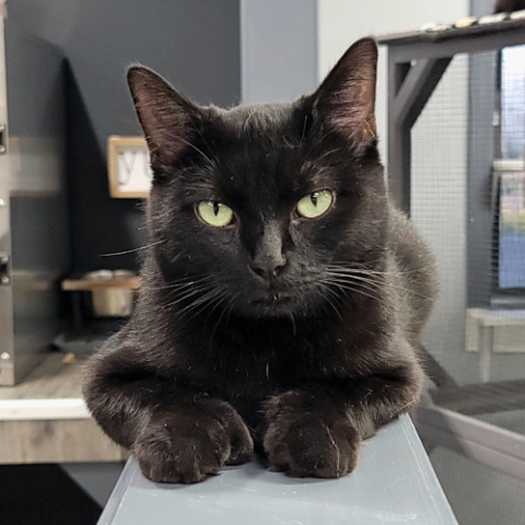 Juju is an adoptable cat in Grand Rapids, MI