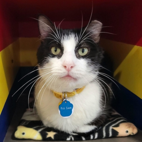 Rico Suave is an adoptable cat in Grand Rapids, MI