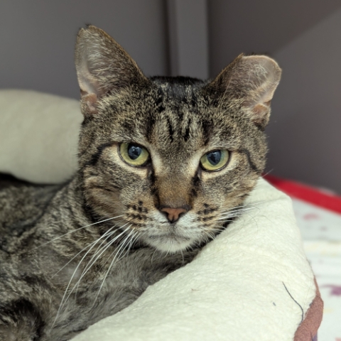 Wishbone is an adoptable cat in Grand Rapids, MI